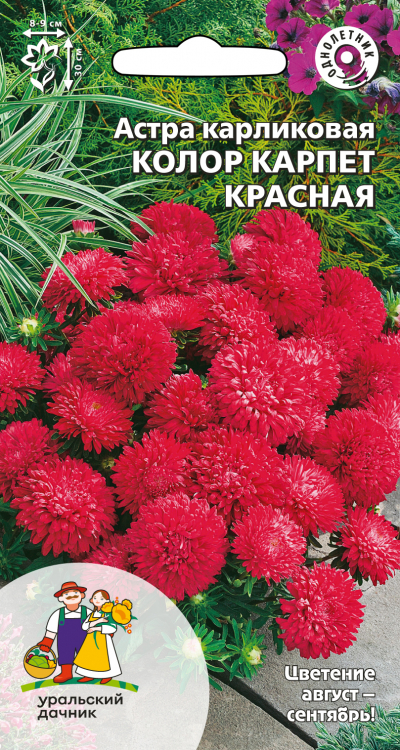 Астра карликовая КОЛОР КАРПЕТ КРАСНАЯ