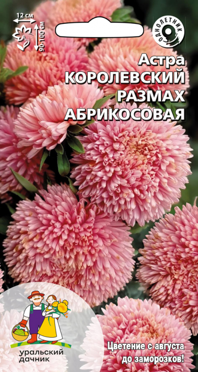 Астра КОРОЛЕВСКИЙ РАЗМАХ АБРИКОСОВАЯ