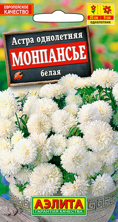 Астра МОНПАНСЬЕ БЕЛАЯ
