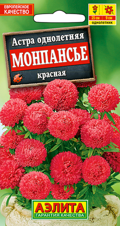 Астра МОНПАНСЬЕ КРАСНАЯ