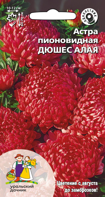 Астра пионовидная ДЮШЕС АЛАЯ