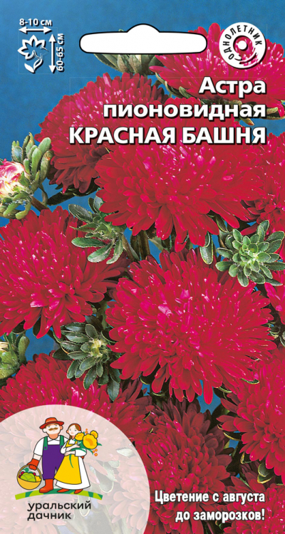 Астра пионовидная КРАСНАЯ БАШНЯ