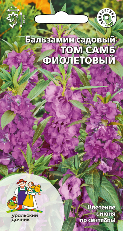 Бальзамин садовый ТОМ САМБ ФИОЛЕТОВЫЙ