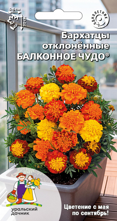 Бархатцы отклонённые БАЛКОННОЕ ЧУДО