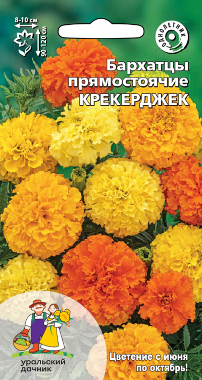 Бархатцы прямостоячие КРЕКЕРДЖЕК