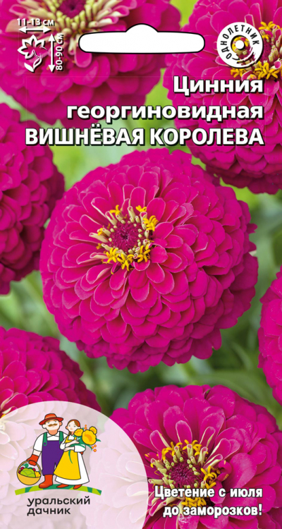 Цинния георгиновидная ВИШНЁВАЯ КОРОЛЕВА