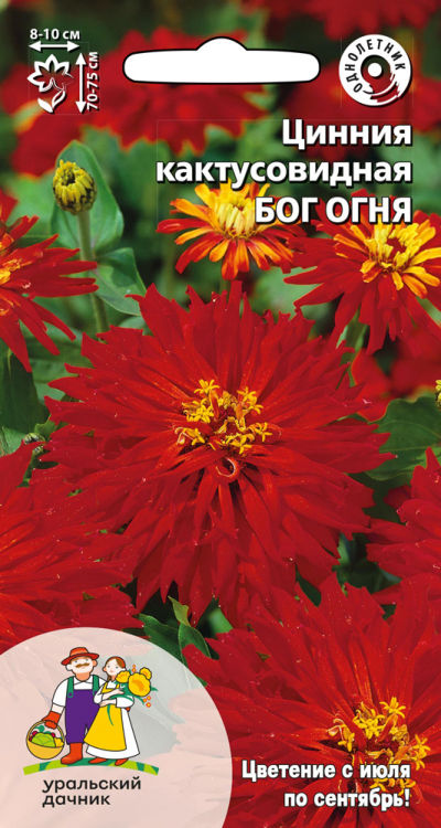 Цинния кактусовидная БОГ ОГНЯ