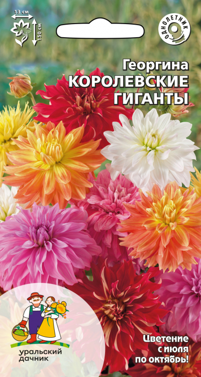Георгина КОРОЛЕВСКИЕ ГИГАНТЫ