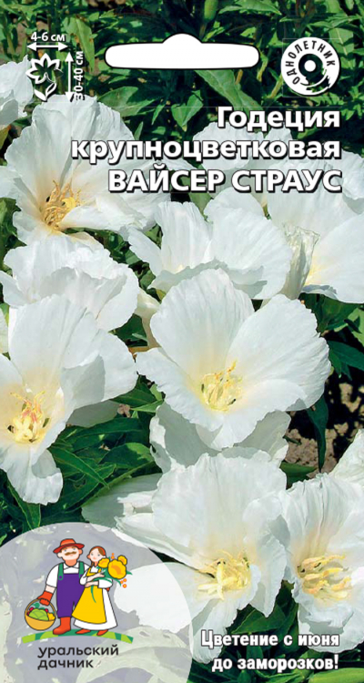 Годеция крупноцветковая ВАЙСЕР СТРАУС