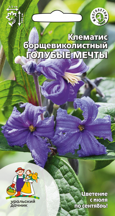 Клематис борщевиколистный ГОЛУБЫЕ МЕЧТЫ