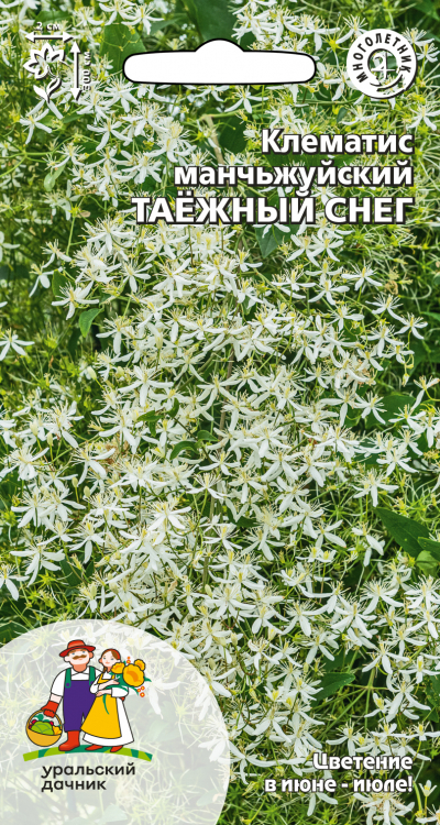 Клематис манчьжуйский ТАЁЖНЫЙ СНЕГ