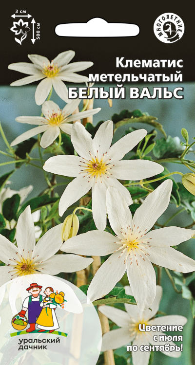Клематис метельчатый БЕЛЫЙ ВАЛЬС
