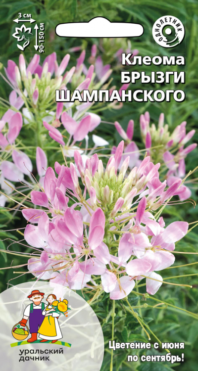 Клеома БРЫЗГИ ШАМПАНСКОГО