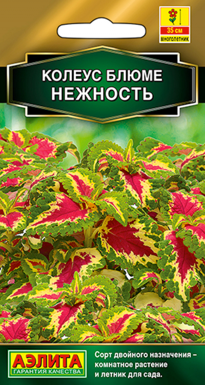 Колеус блюме НЕЖНОСТЬ