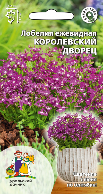 Лобелия ежевидная КОРОЛЕВСКИЙ ДВОРЕЦ
