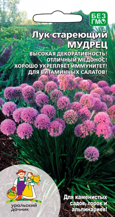 Лук стареющий МУДРЕЦ