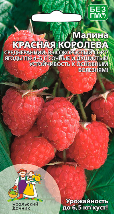 Малина КРАСНАЯ КОРОЛЕВА
