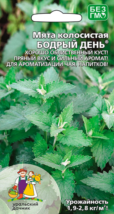 Мята колосистая БОДРЫЙ ДЕНЬ®