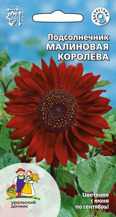 Подсолнечник МАЛИНОВАЯ КОРОЛЕВА