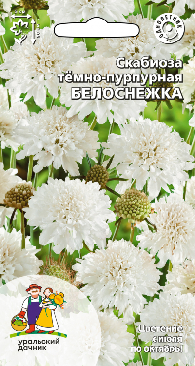 Скабиоза тёмно-пурпурная БЕЛОСНЕЖКА