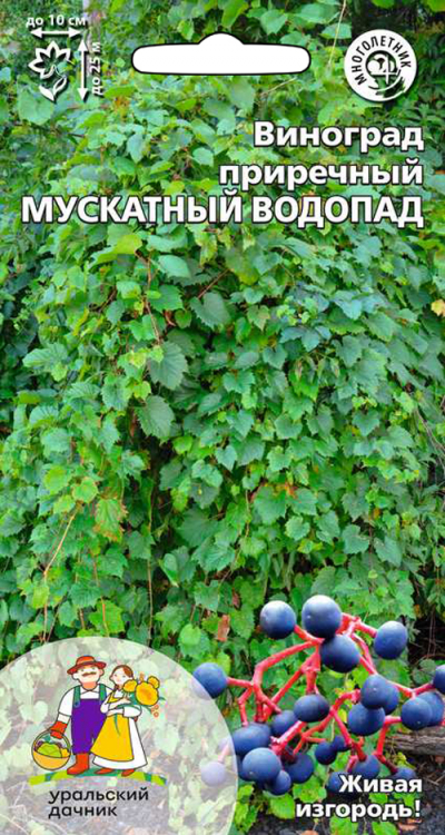 Виноград приречный МУСКАТНЫЙ ВОДОПАД