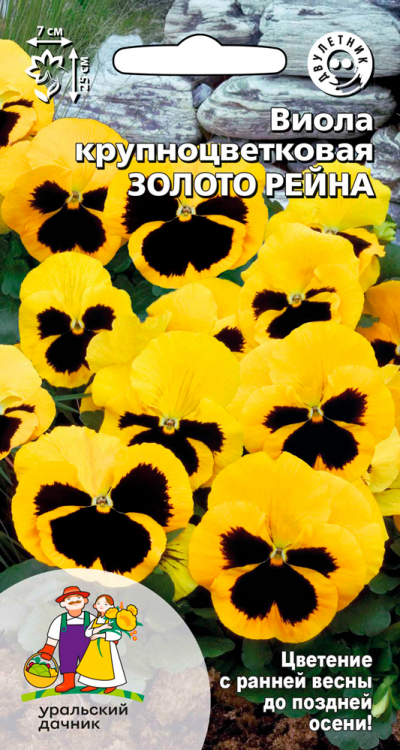 Виола крупноцветковая ЗОЛОТО РЕЙНА