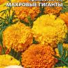 Бархатцы (тагетес) прямостоячие МАХРОВЫЕ ГИГАНТЫ