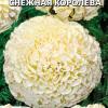 Бархатцы прямостоячие СНЕЖНАЯ КОРОЛЕВА