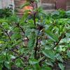 Базилик ДИВО ДИВНОЕ®