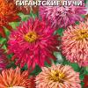 Цинния кактусовидная ГИГАНТСКИЕ ЛУЧИ