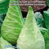 Капуста белокочанная САХАРНОЕ СЕРДЦЕ