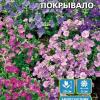 Обриета (аубреция) ПЁСТРОЕ ПОКРЫВАЛО