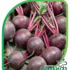 Свёкла БАГРОВАЯ (ЖУКОВЧАНКА)