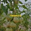 Томат НЕВЕСТА